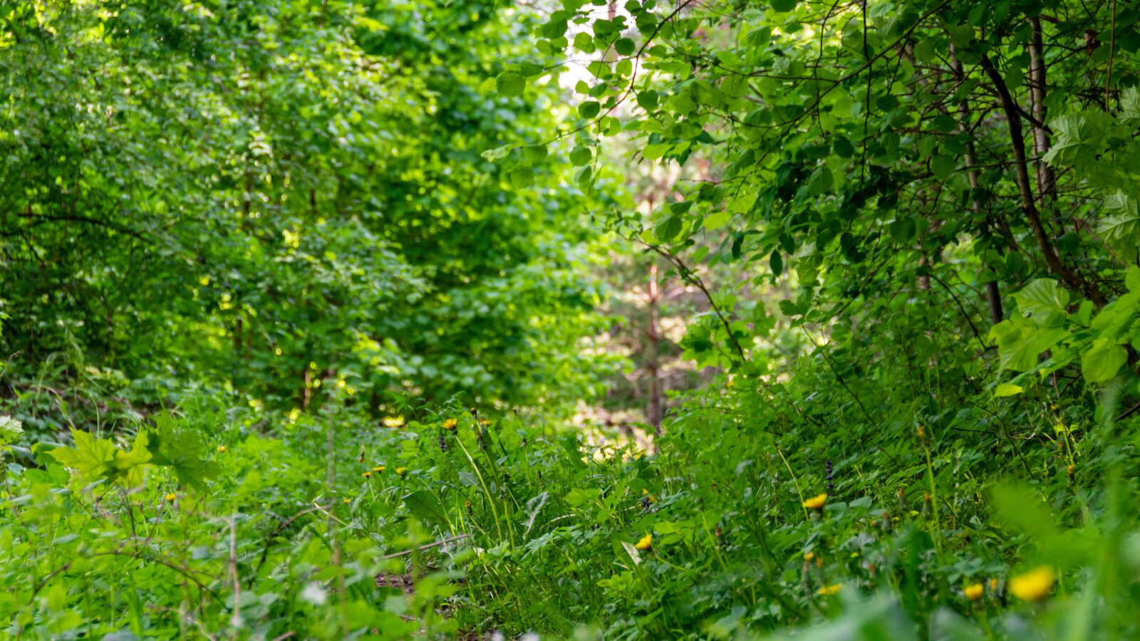 Nikon D5600 sample photo. Trees, plants, green photography
