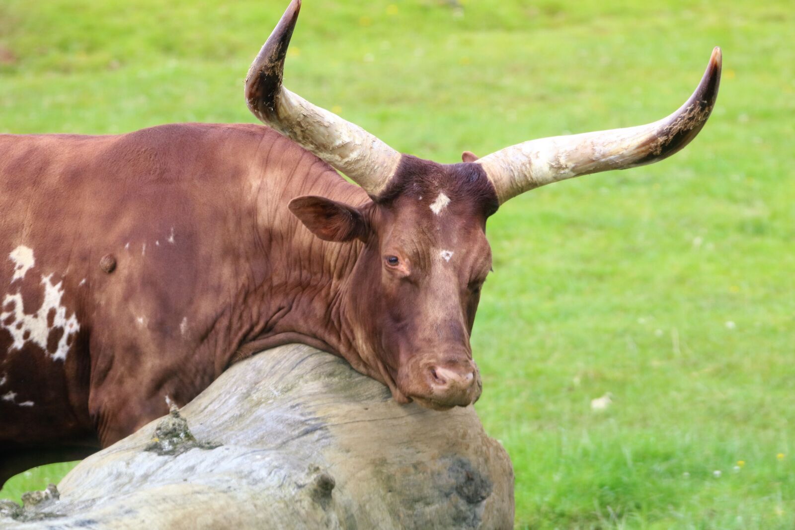 Canon EOS 7D Mark II sample photo. Cattle, long horn, cow photography
