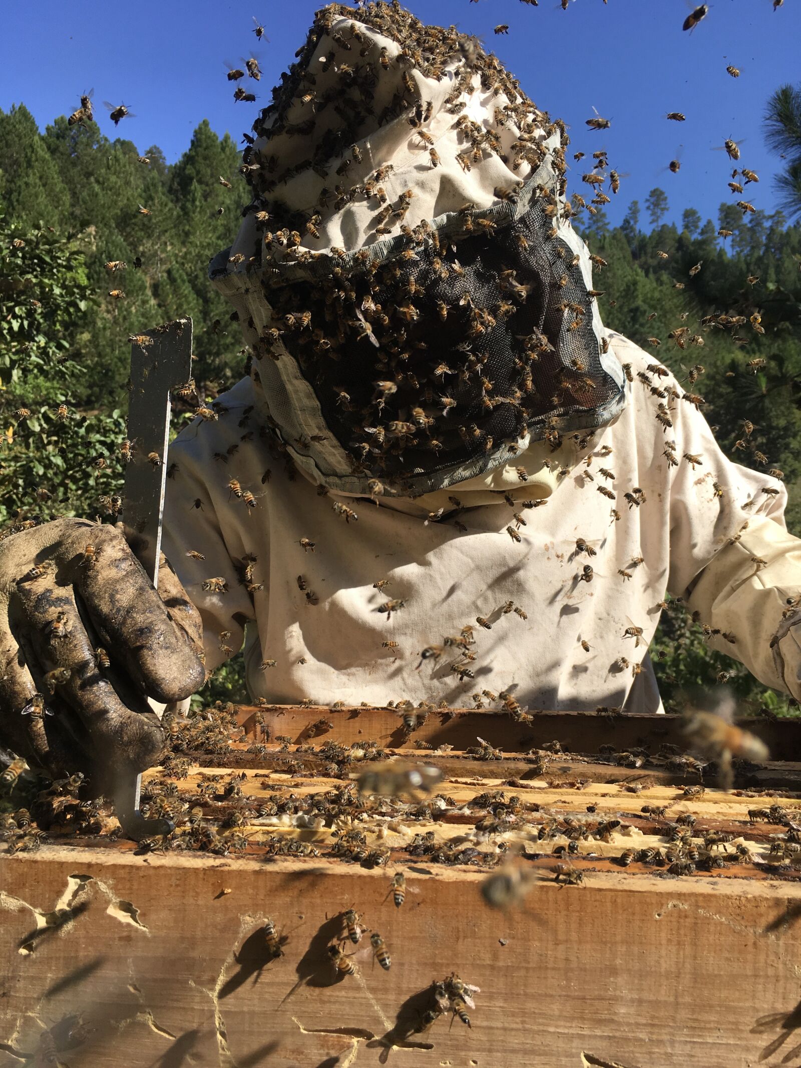 iPad Pro back camera 4.15mm f/2.2 sample photo. Beekeeping, bees, ara photography