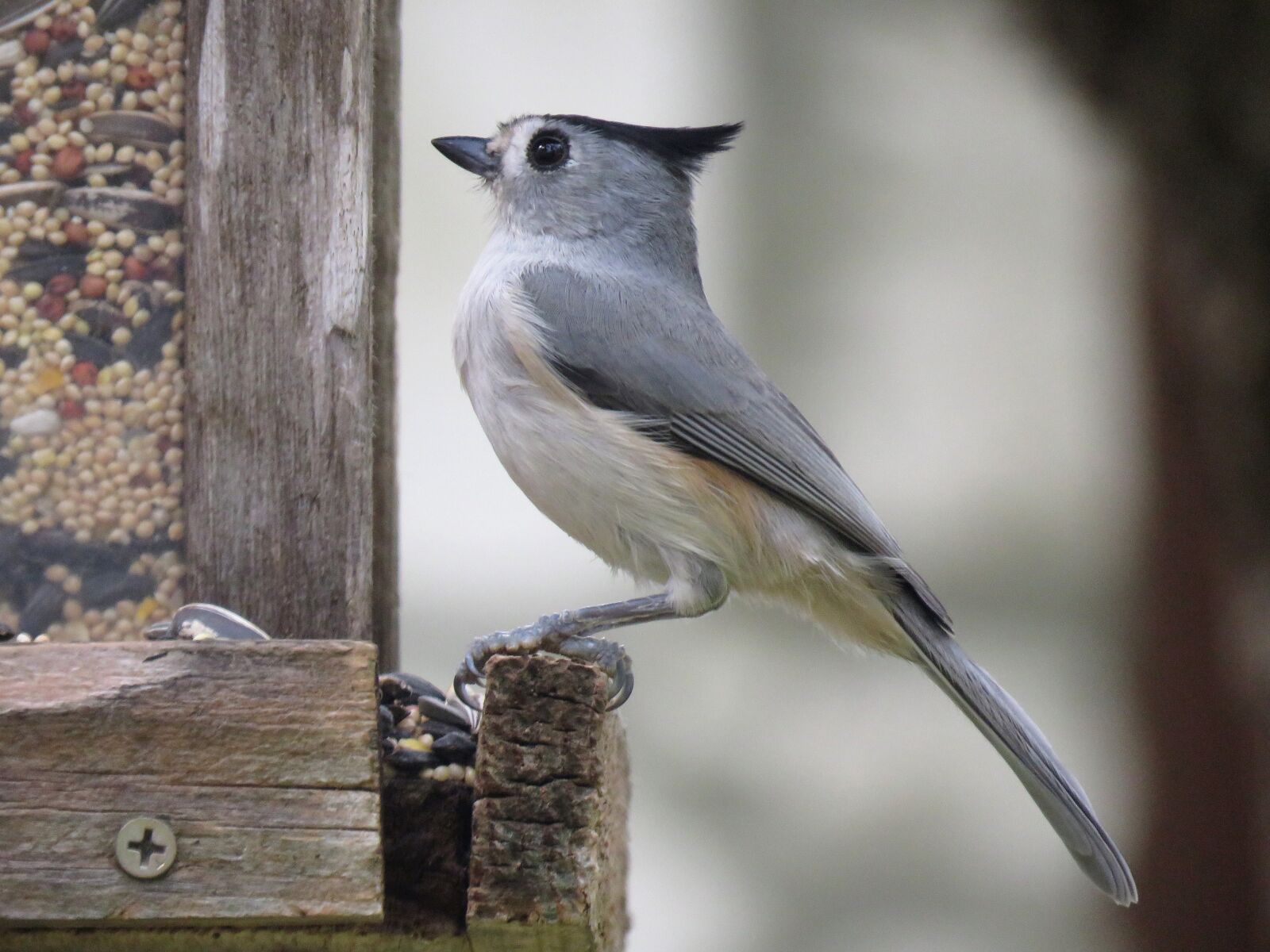 Canon PowerShot SX60 HS sample photo. Bird, cute, wildlife photography
