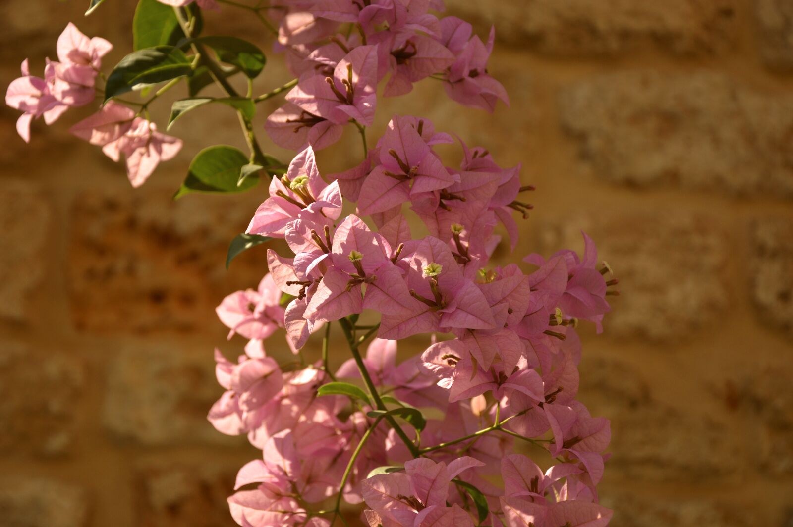 Nikon D3200 sample photo. Flower, plant, bougainvillea photography