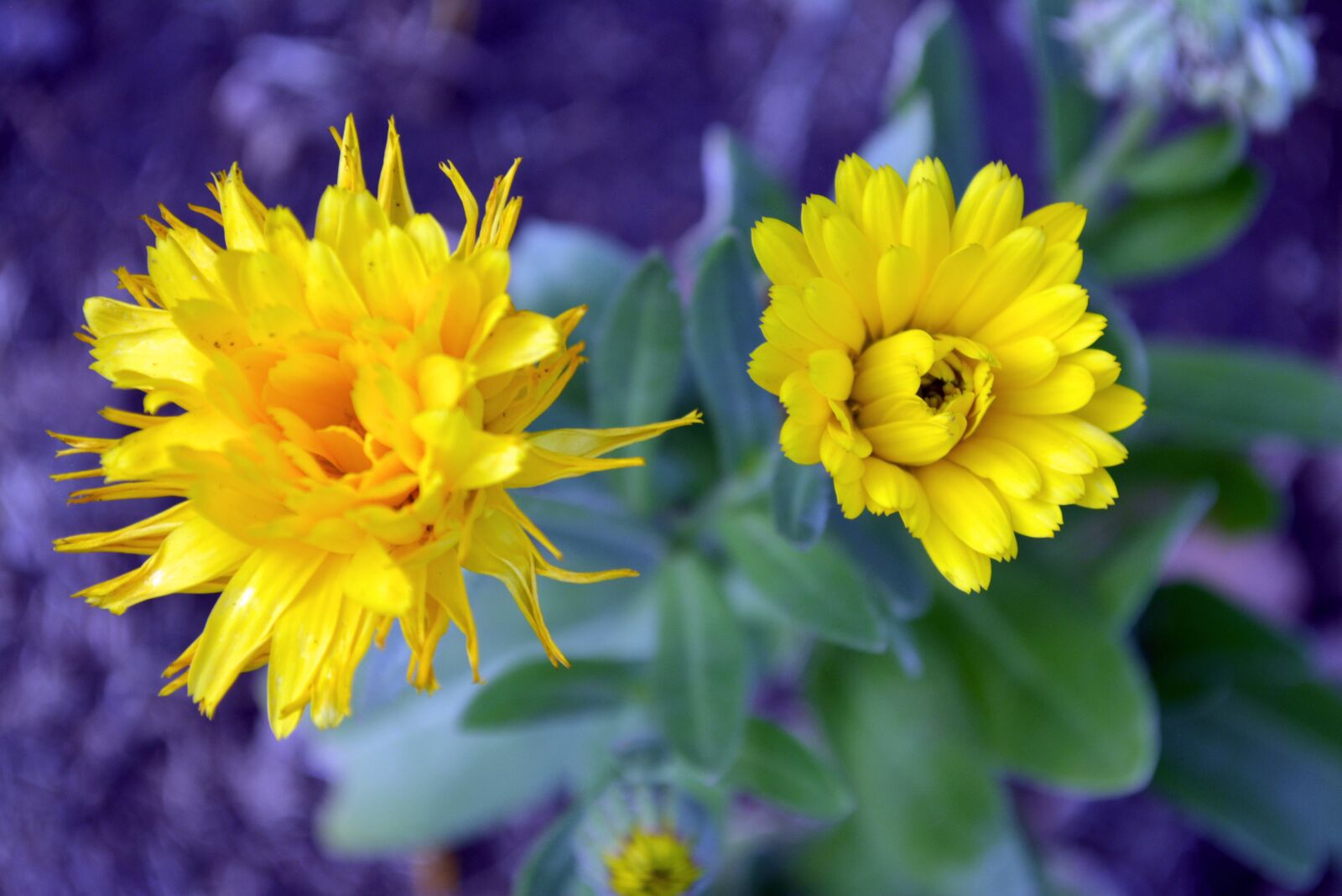 Nikon D5200 sample photo. Flowers, yellow, the project photography