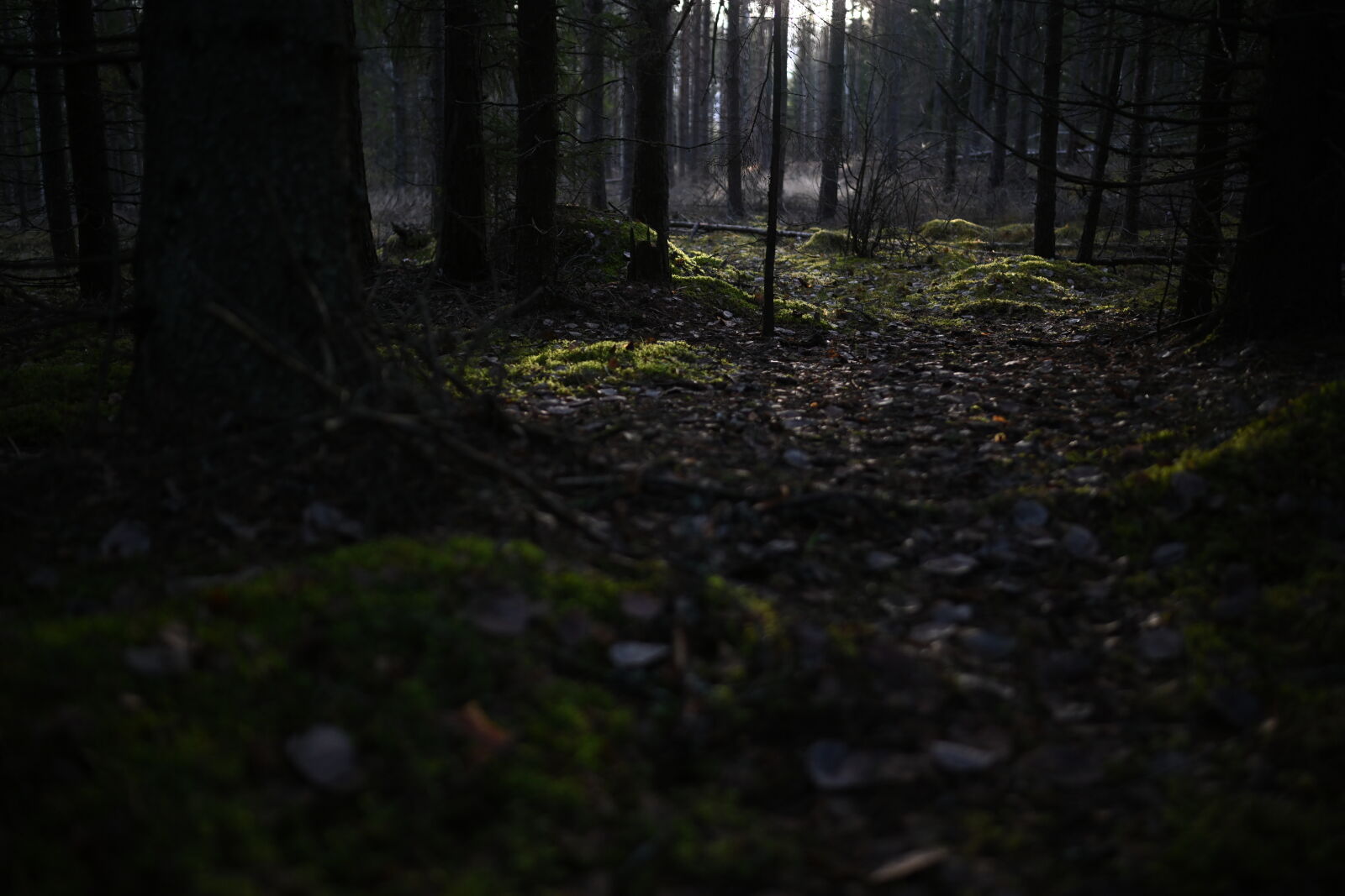 Nikon Z7 sample photo. The morning mist photography