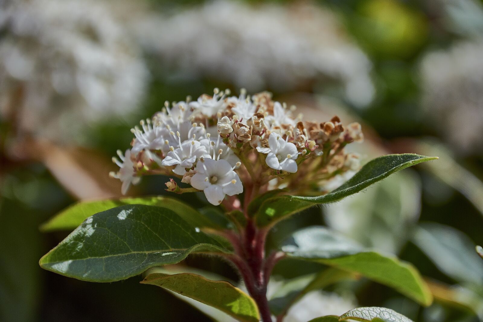 Nikon D7200 sample photo. Flower, garden, plant photography