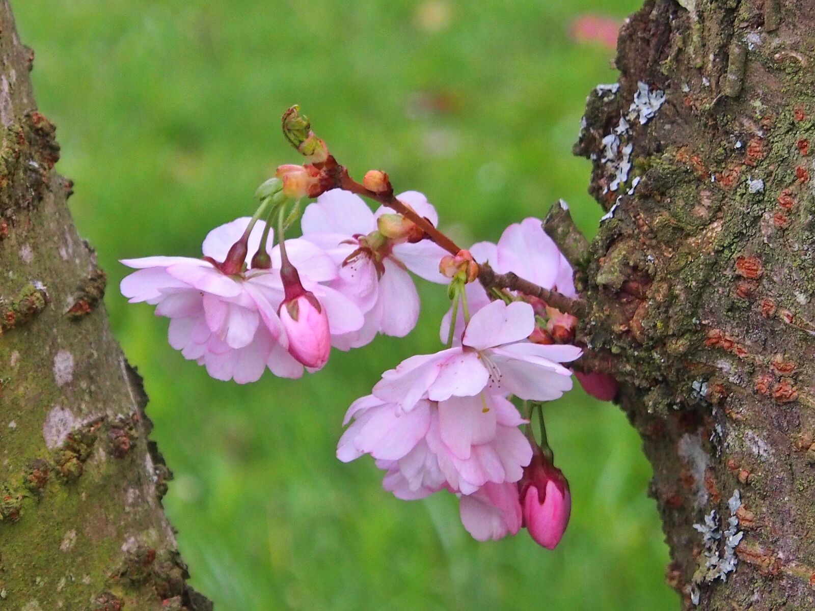 Olympus OM-D E-M5 sample photo. Flowers, plant, tree photography