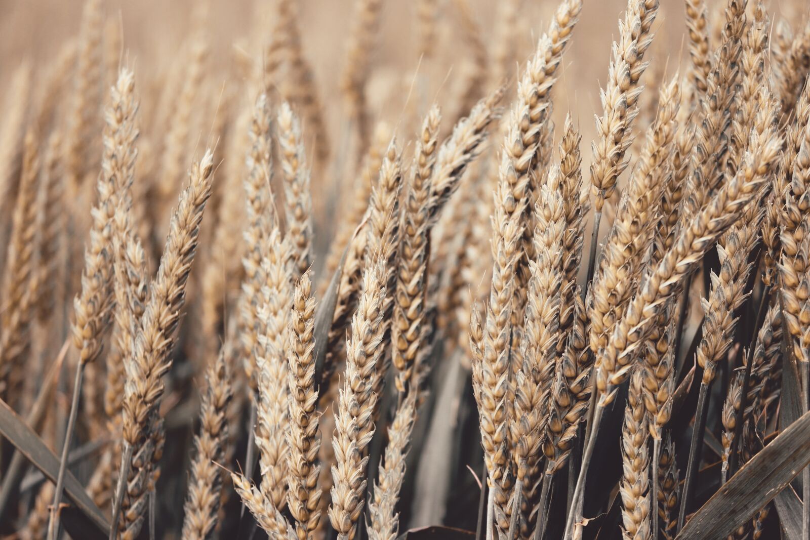 Canon EOS 200D (EOS Rebel SL2 / EOS Kiss X9) sample photo. Wheat, spike, cereals photography
