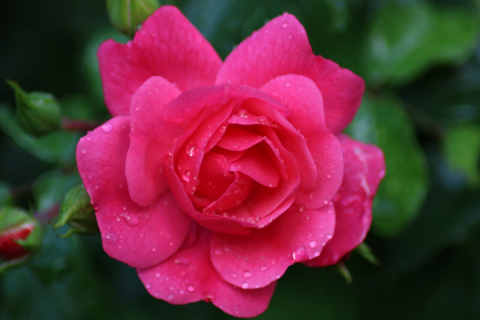 Canon EOS 750D (EOS Rebel T6i / EOS Kiss X8i) sample photo. Rose, pink, plant photography