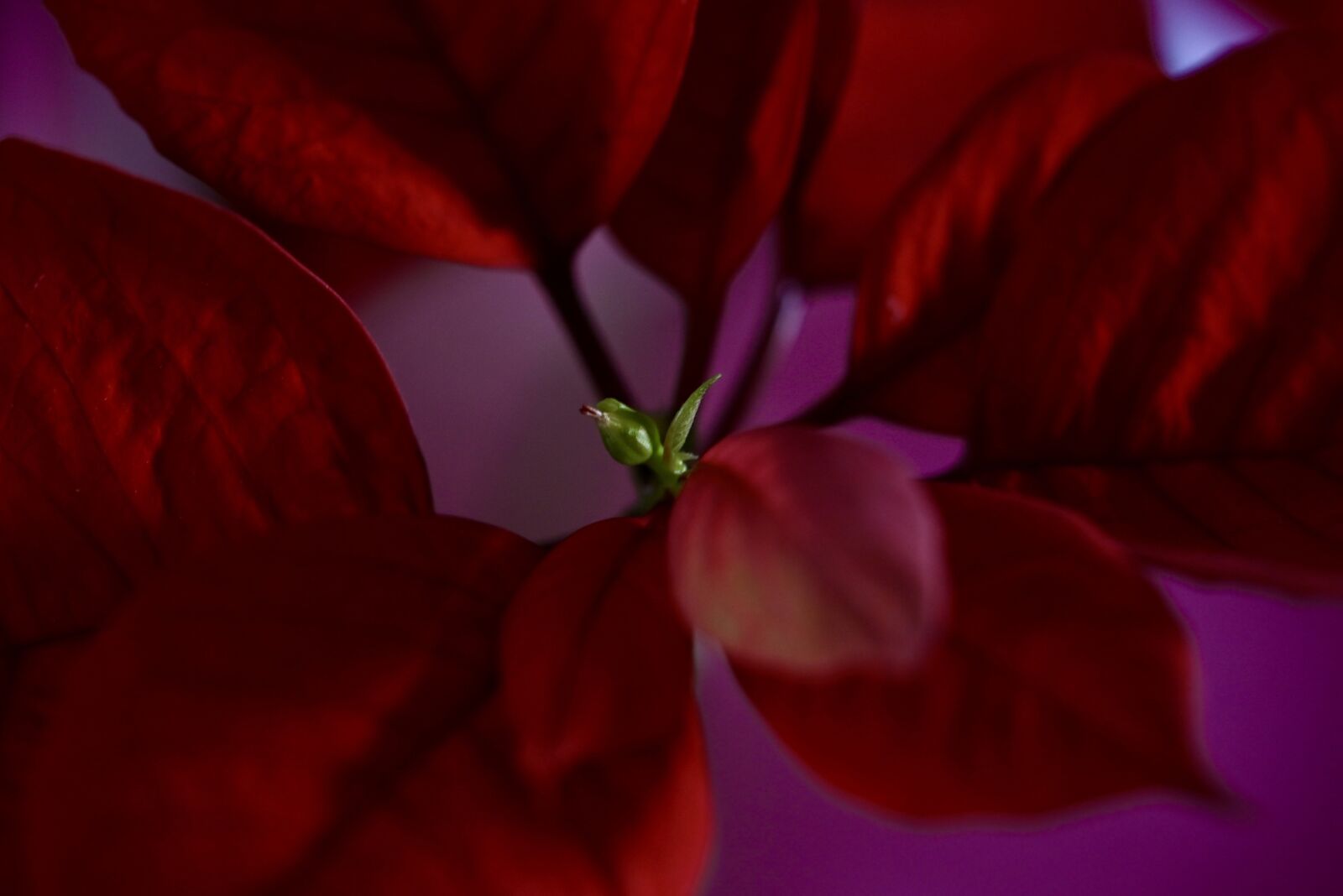Nikon Z6 sample photo. Poinsettia, flower, background photography