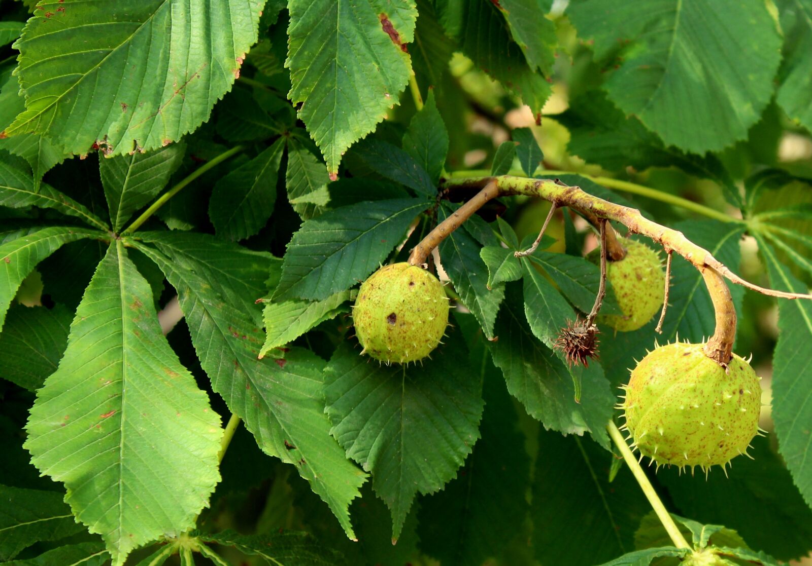 Canon EOS 1200D (EOS Rebel T5 / EOS Kiss X70 / EOS Hi) sample photo. Chestnuts, horse chestnut, tree photography