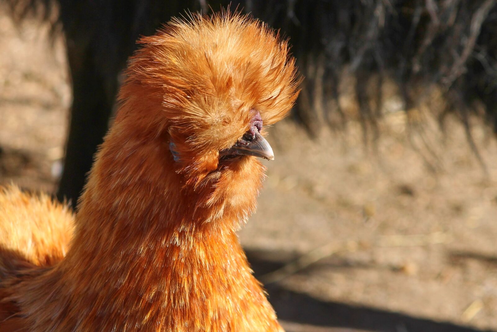 Canon EOS 1100D (EOS Rebel T3 / EOS Kiss X50) sample photo. Cover chicken, chicken, brown photography