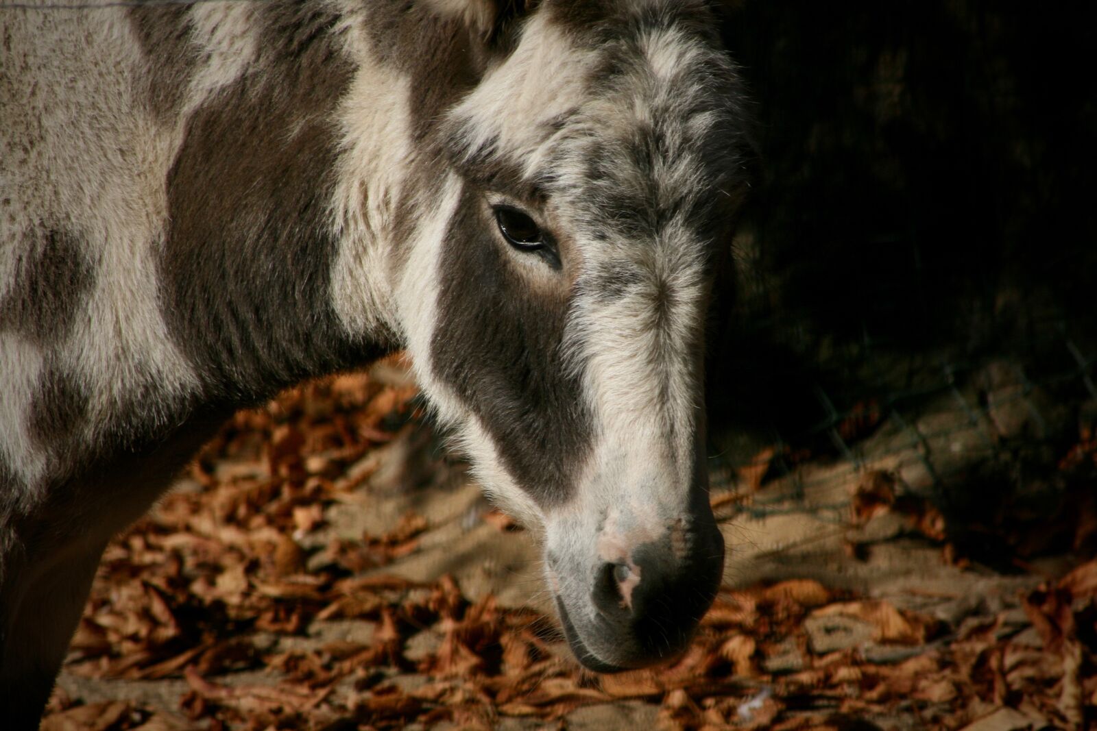 Canon EOS 400D (EOS Digital Rebel XTi / EOS Kiss Digital X) sample photo. Pet, donkey, patched photography
