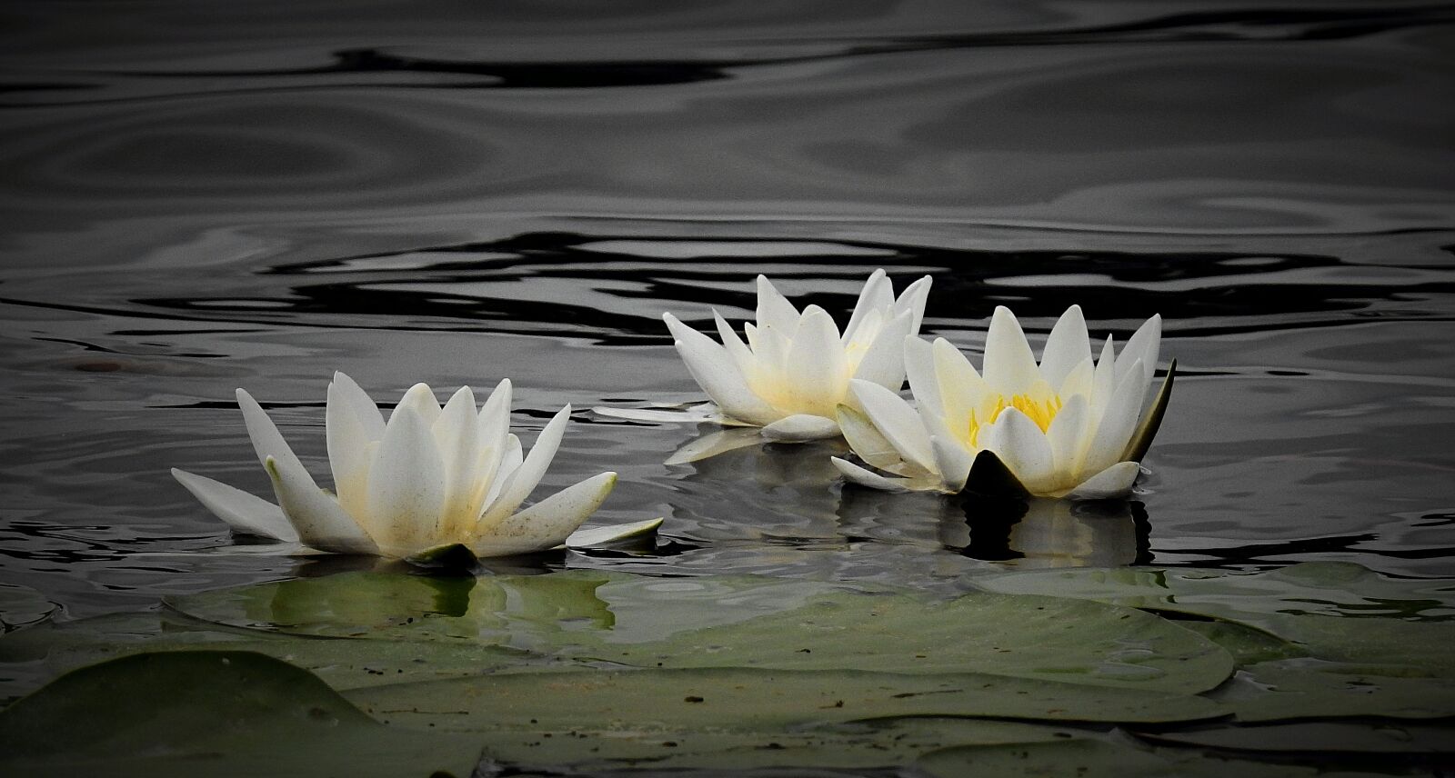 Nikon Coolpix P900 sample photo. Water lily, lake, nature photography