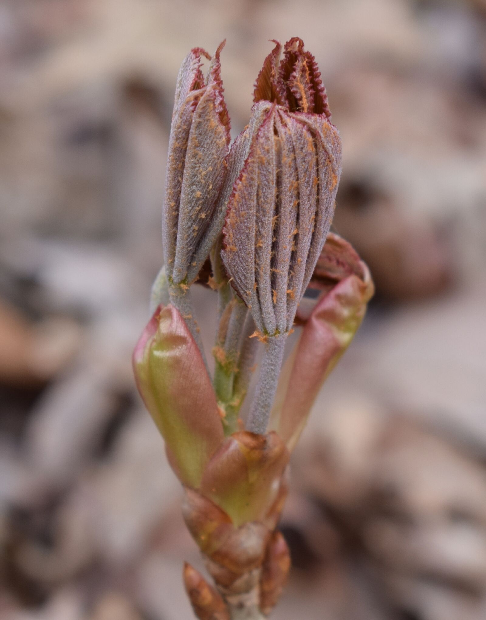 Nikon D3300 sample photo. Japanese chestnut leaves opening photography