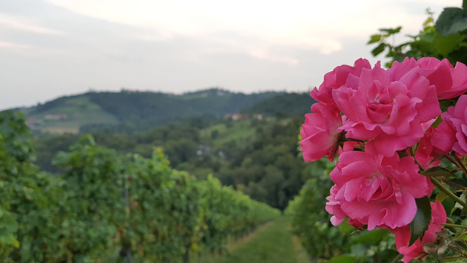 Samsung Galaxy S7 Edge sample photo. österreich, panorama, pölfing-brunn photography