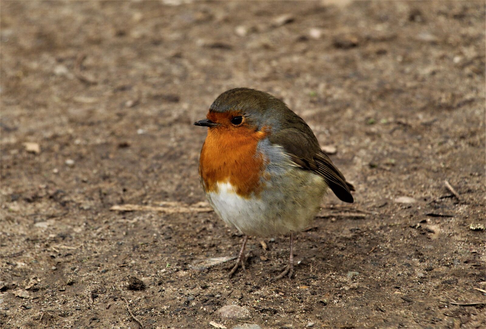 Canon EOS 4000D (EOS Rebel T100 / EOS 3000D) sample photo. Robin, robin redbreast, close photography