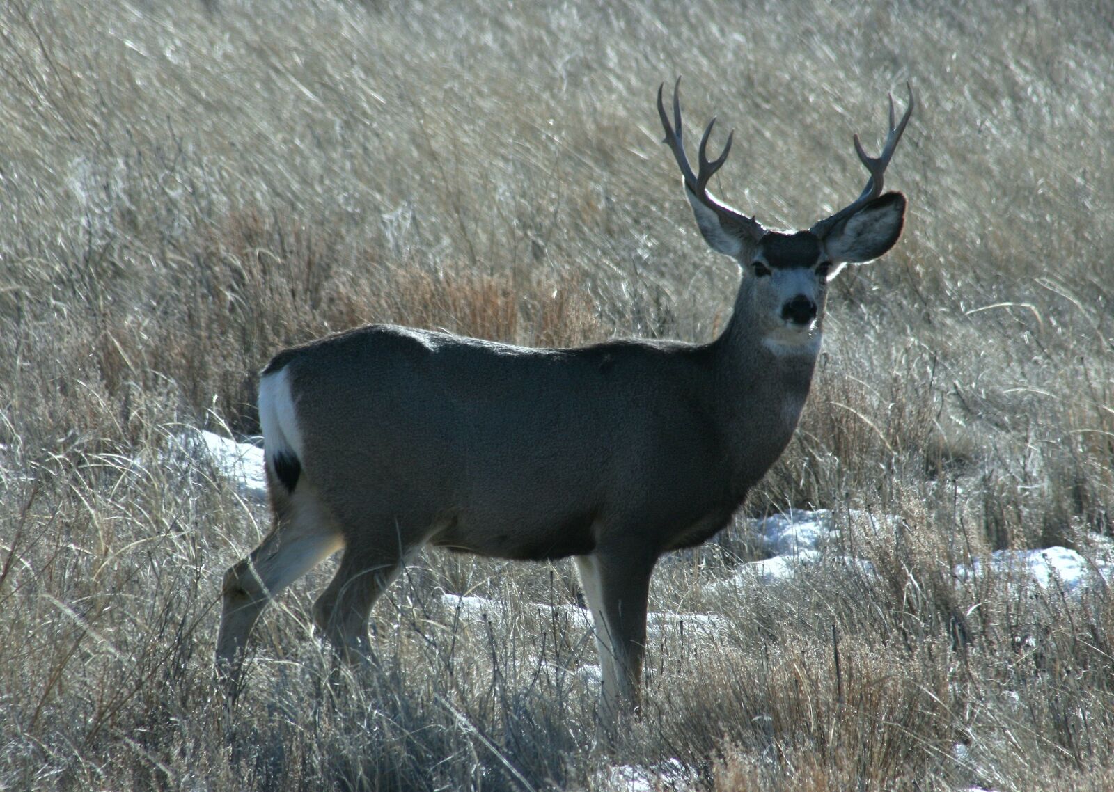 Canon EOS 400D (EOS Digital Rebel XTi / EOS Kiss Digital X) sample photo. Mule deer, buck, antlers photography