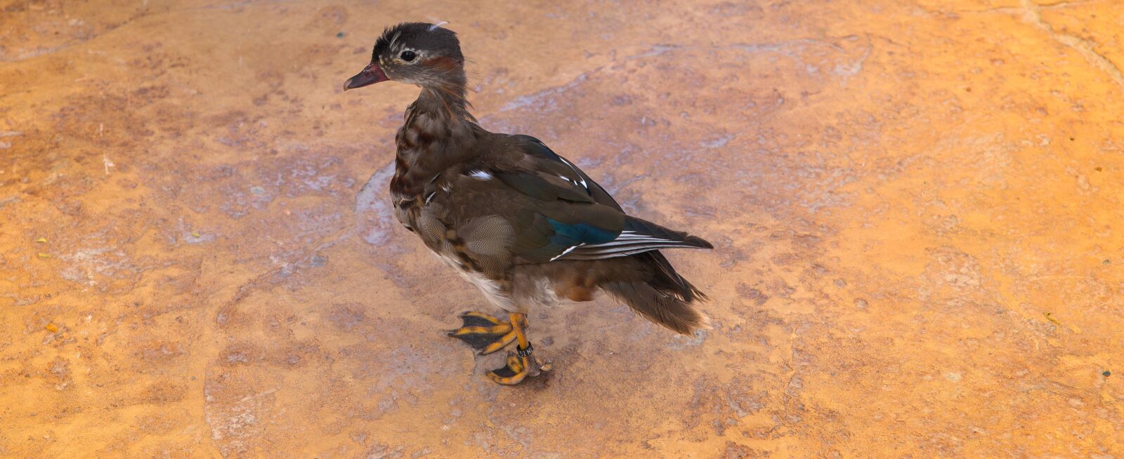 Canon 24-70mm F2.8 DG OS HSM | Art 017 sample photo. Duck, bird, animal photography