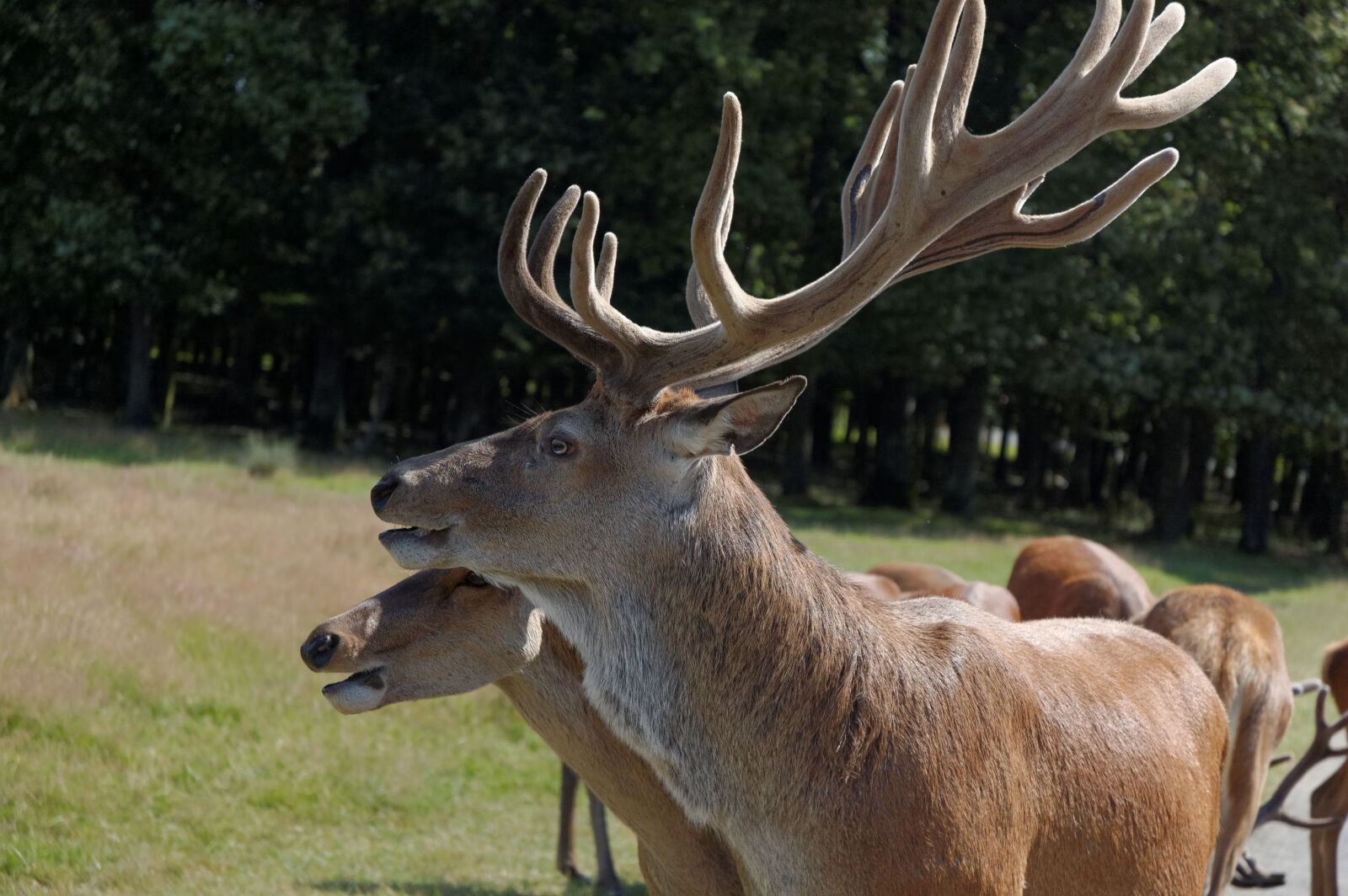 Nikon D40 sample photo. Deer, head, zoo photography