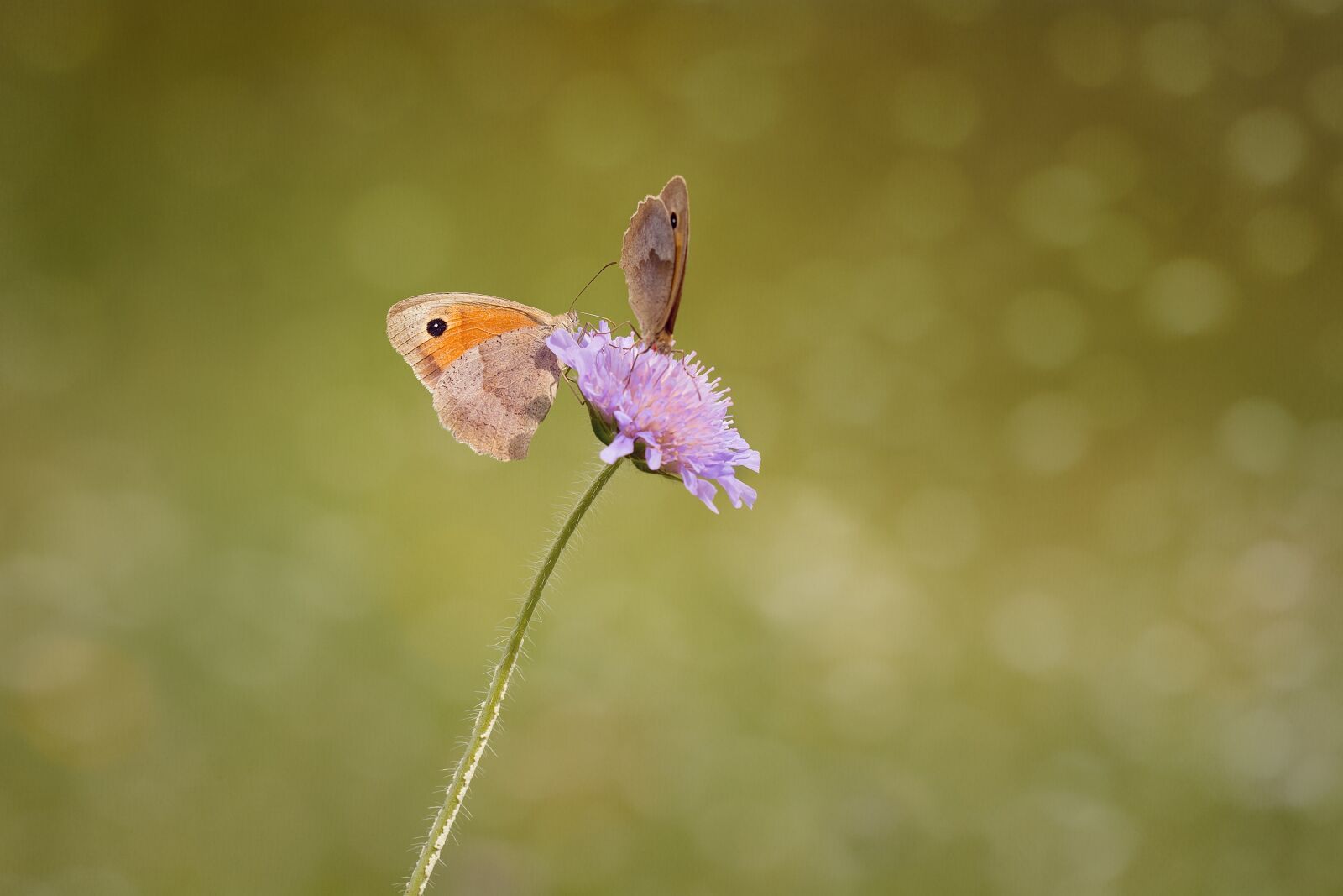 Nikon D7100 sample photo. Butterflies, two, meadow brown photography