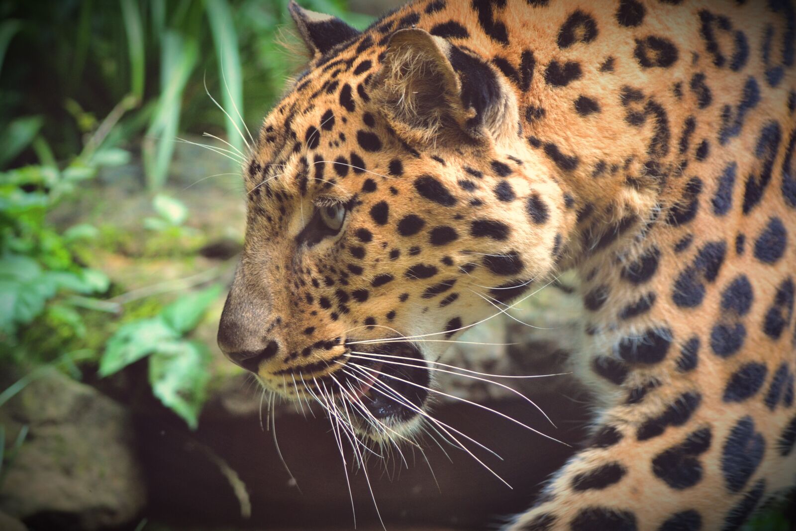Nikon D3100 sample photo. Animal, beast, cat photography