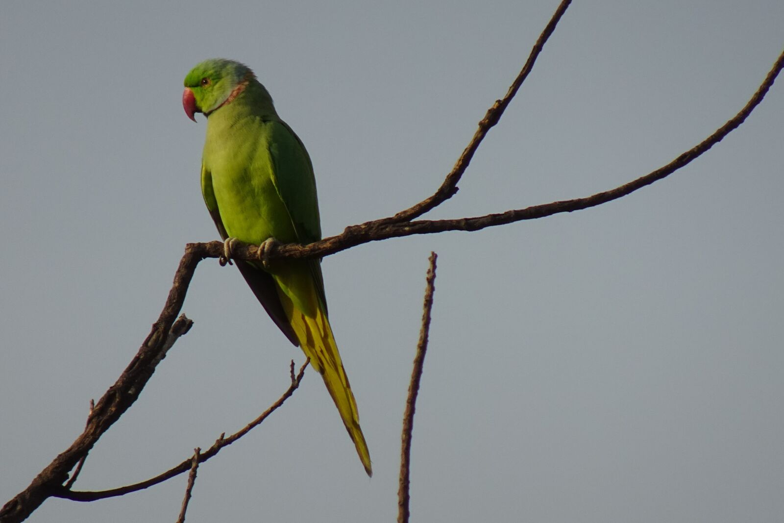 Sony DSC-WX800 sample photo. Bird, parakeet, green photography