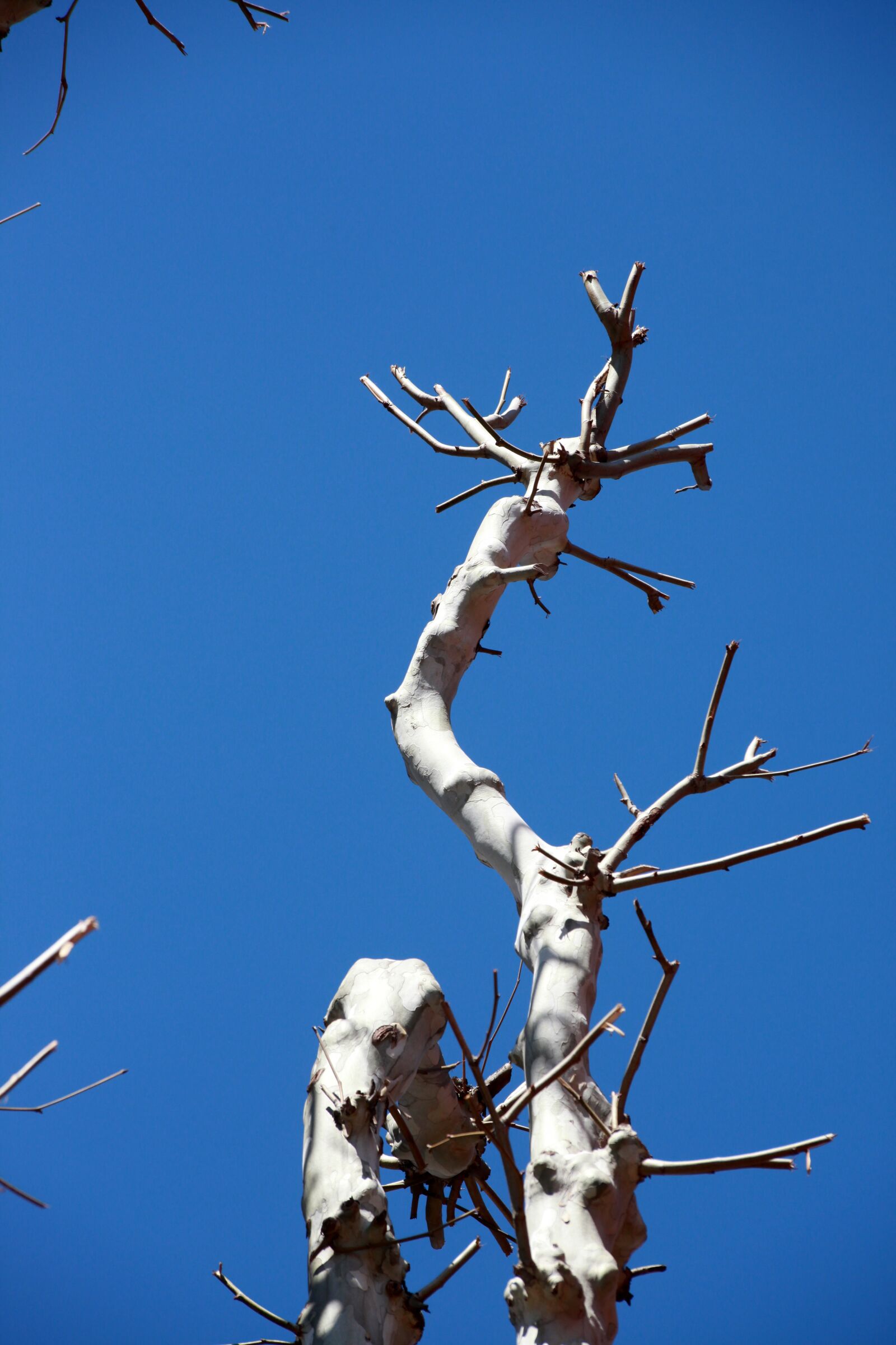 Canon EOS 5D Mark II sample photo. Sky, wood, avenue photography