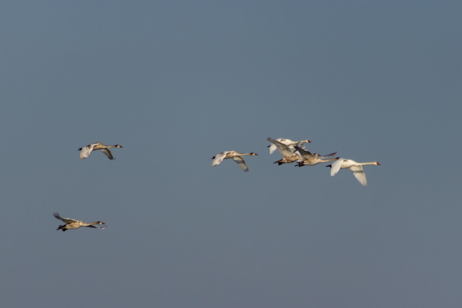 Canon EF75-300mm f/4-5.6 sample photo. Mute swan, bird, swim photography
