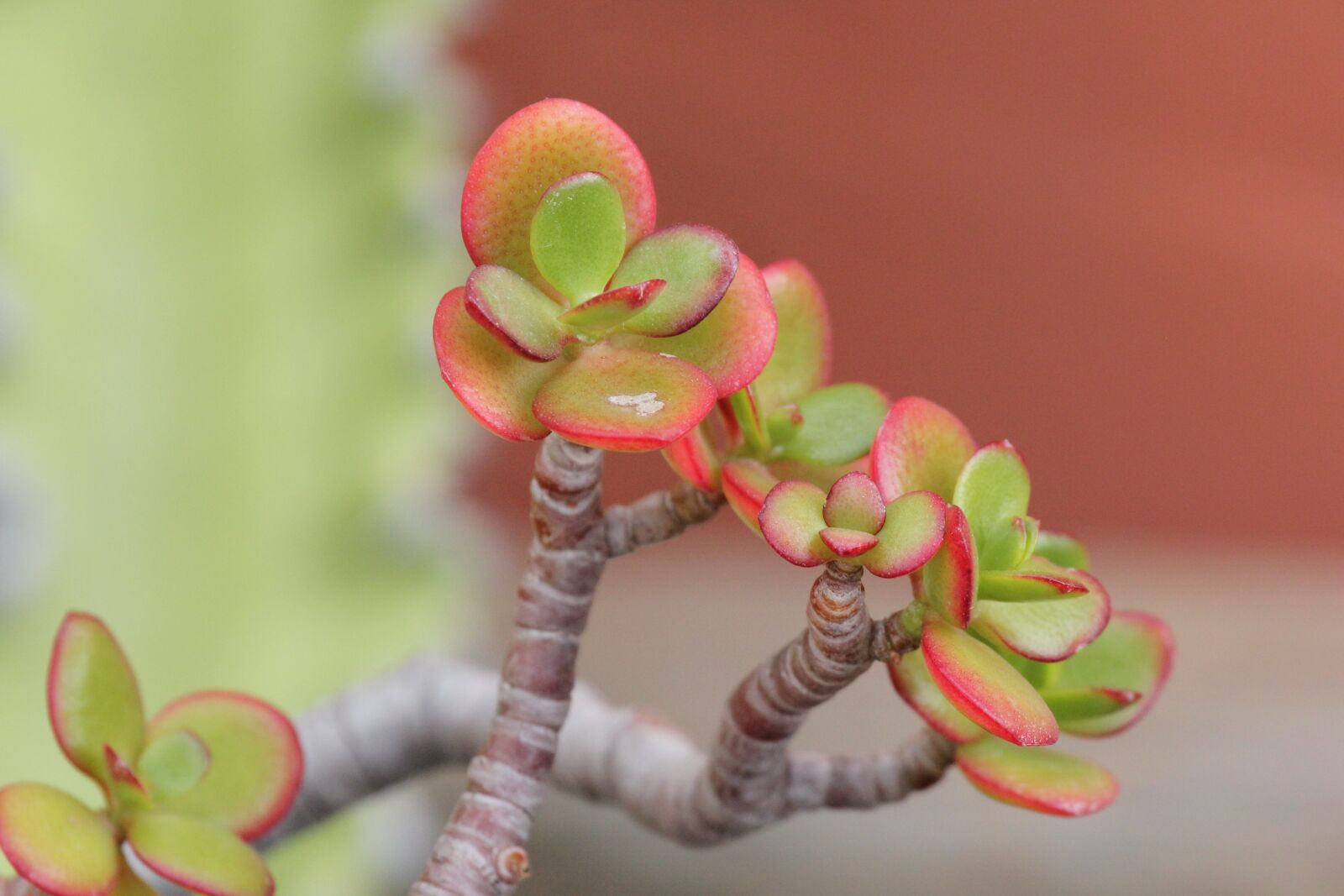 Canon EOS 550D (EOS Rebel T2i / EOS Kiss X4) sample photo. Succulent, red green, cactus photography