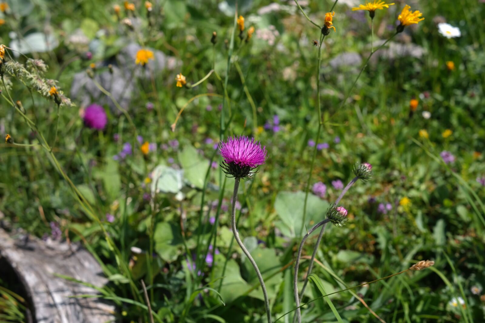 Samsung NX300 sample photo. Alpine thistle, thistle, purple photography