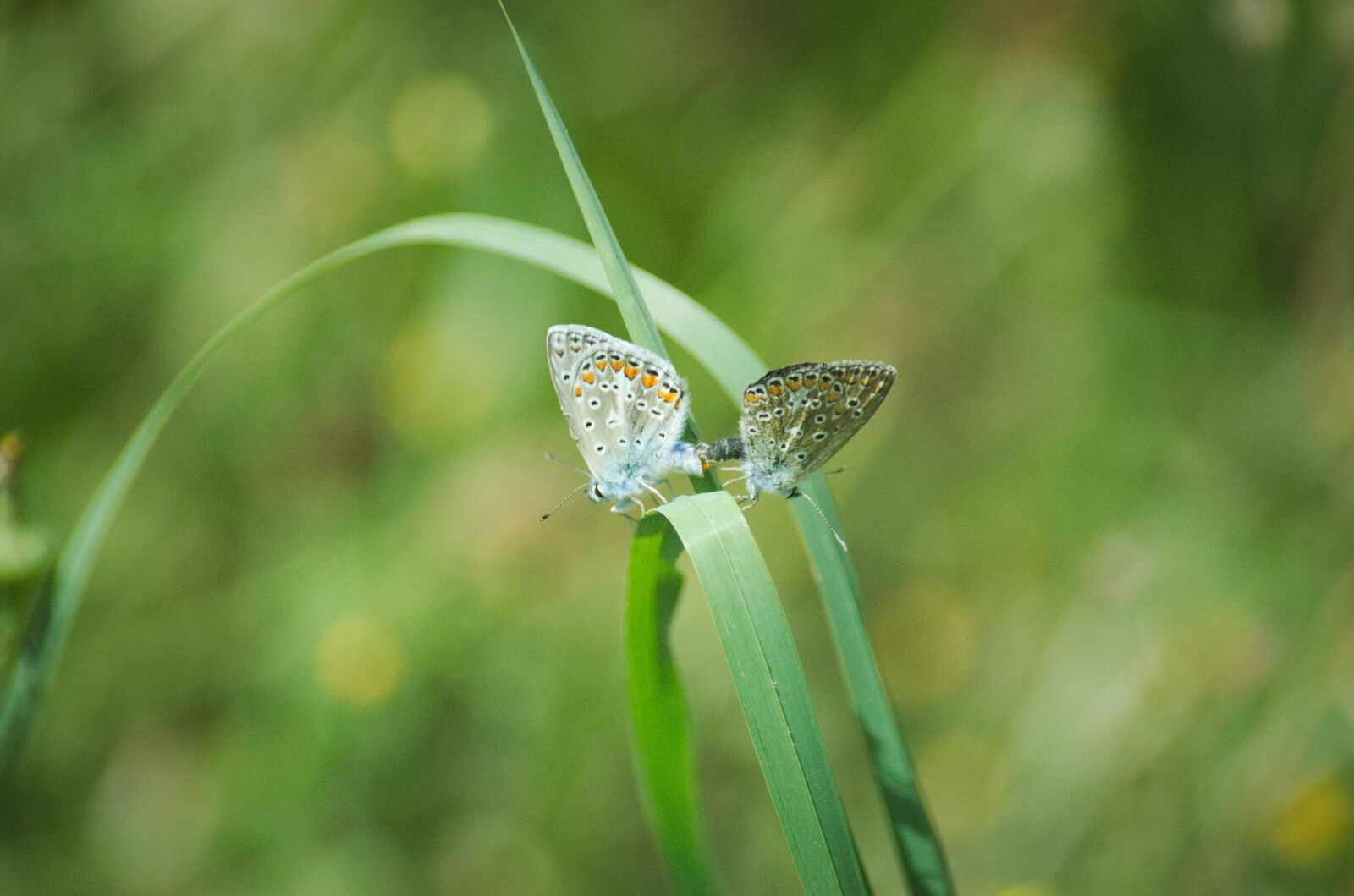 Nikon D70 sample photo. Butterflies, pairing, argus-silver-studded blue photography