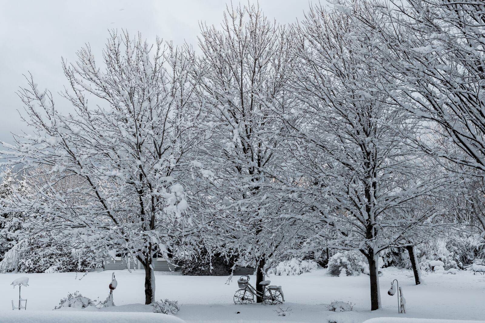 Tamron SP 24-70mm F2.8 Di VC USD sample photo. Winter, tree, snow photography