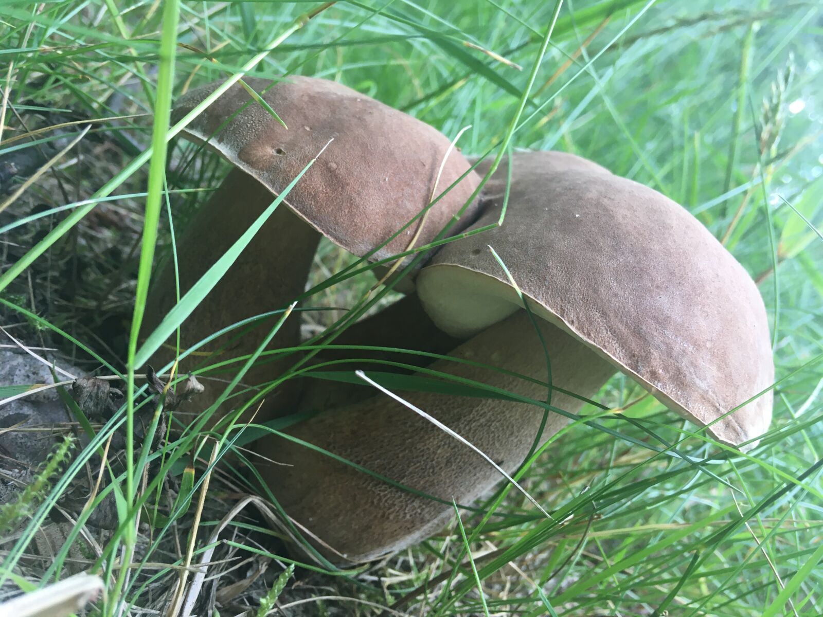 Apple iPhone SE (1st generation) sample photo. Mushrooms, grass, fungus photography