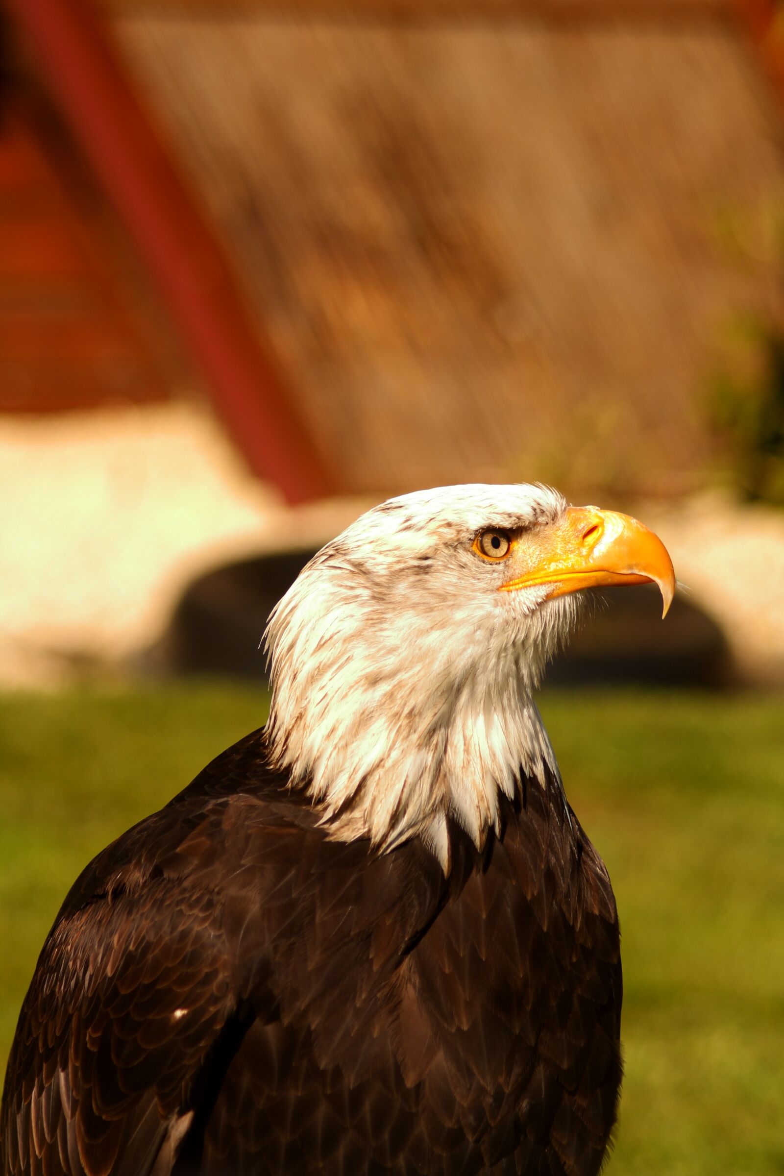 Canon EOS 1000D (EOS Digital Rebel XS / EOS Kiss F) sample photo. Adler, eagle, raptor photography