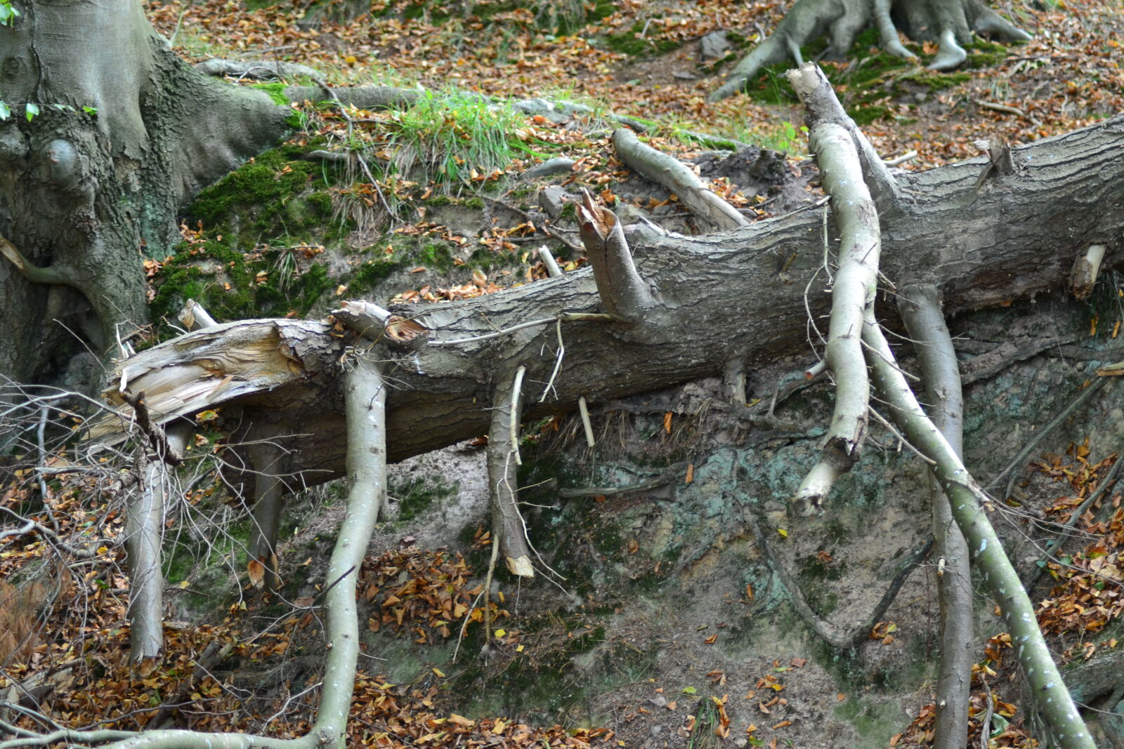 Nikon D3100 sample photo. Fallen, tree, forest, ground photography