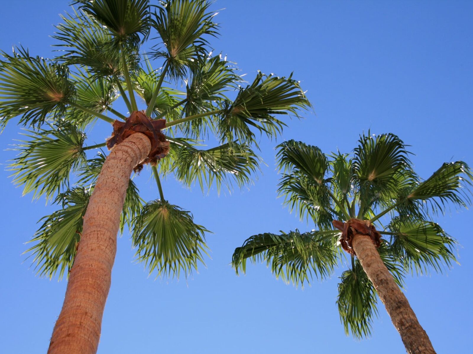 Canon EOS 400D (EOS Digital Rebel XTi / EOS Kiss Digital X) sample photo. Palm trees, blue background photography