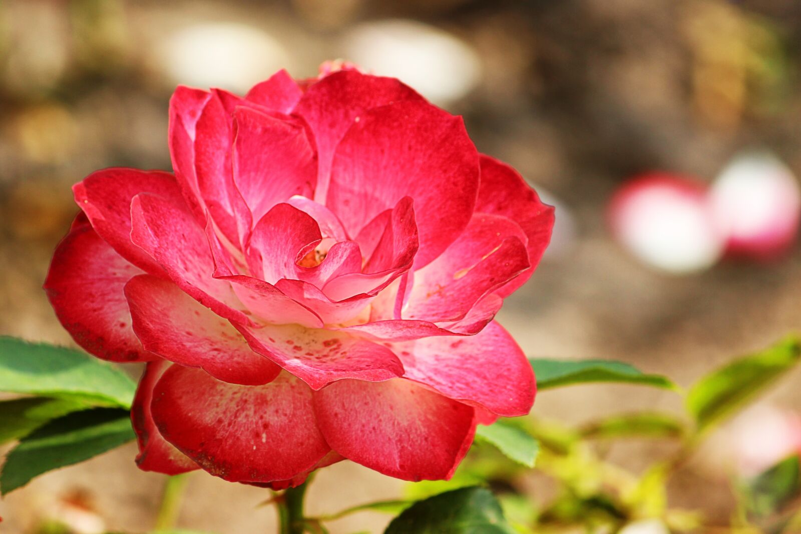 Canon EOS 600D (Rebel EOS T3i / EOS Kiss X5) sample photo. Rose, red white, blossom photography