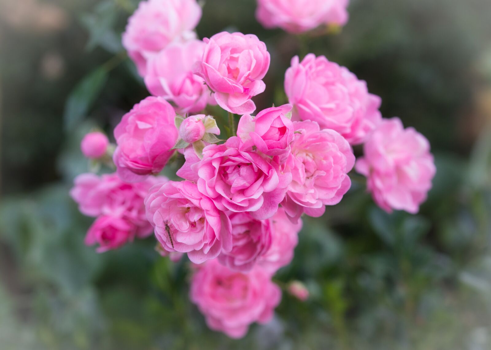 Canon EOS 200D (EOS Rebel SL2 / EOS Kiss X9) sample photo. Roses, pink, flowers photography