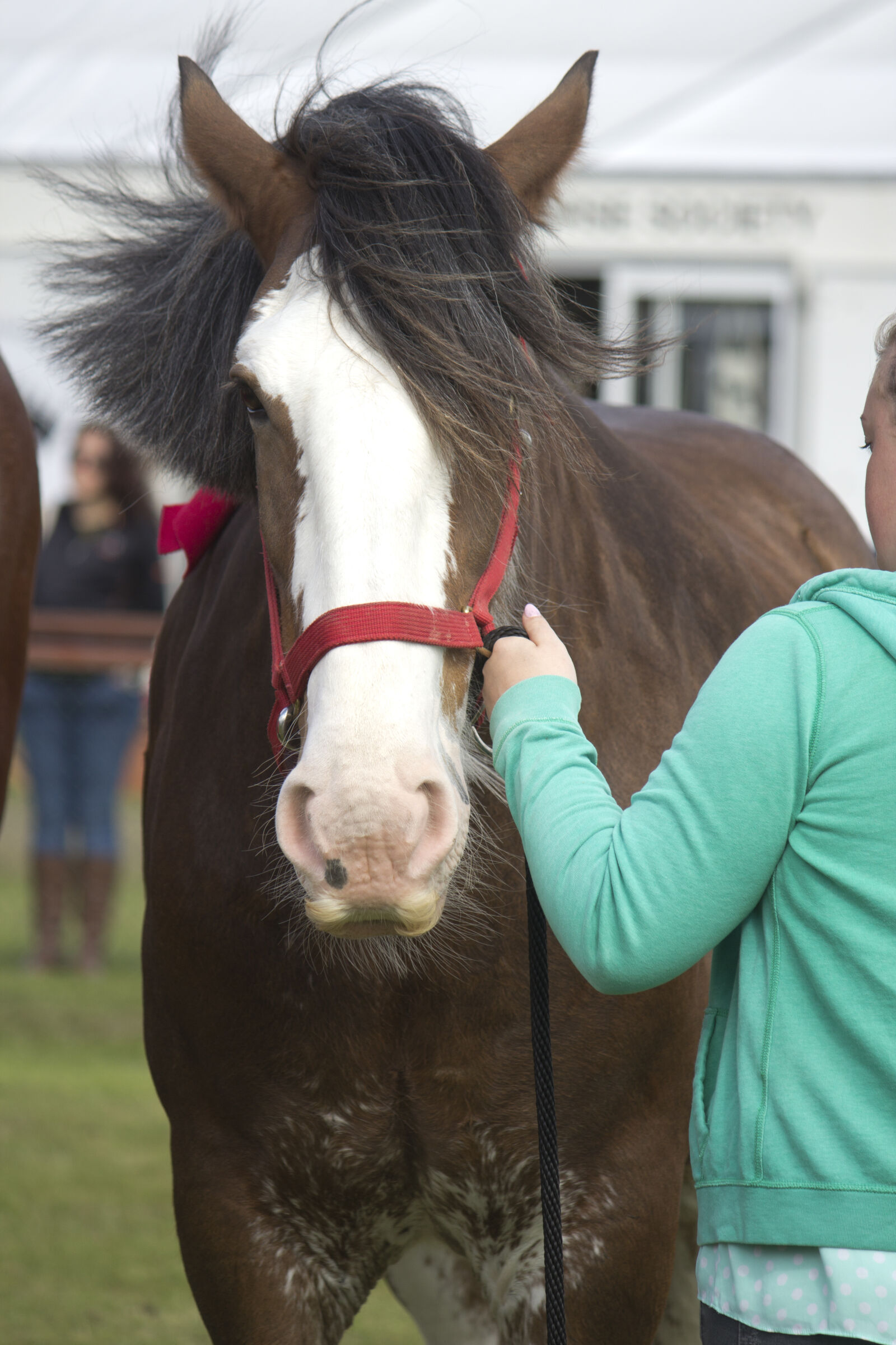 Canon EF-S 55-250mm F4-5.6 IS sample photo. 2017, animal, bull, clydesdale photography