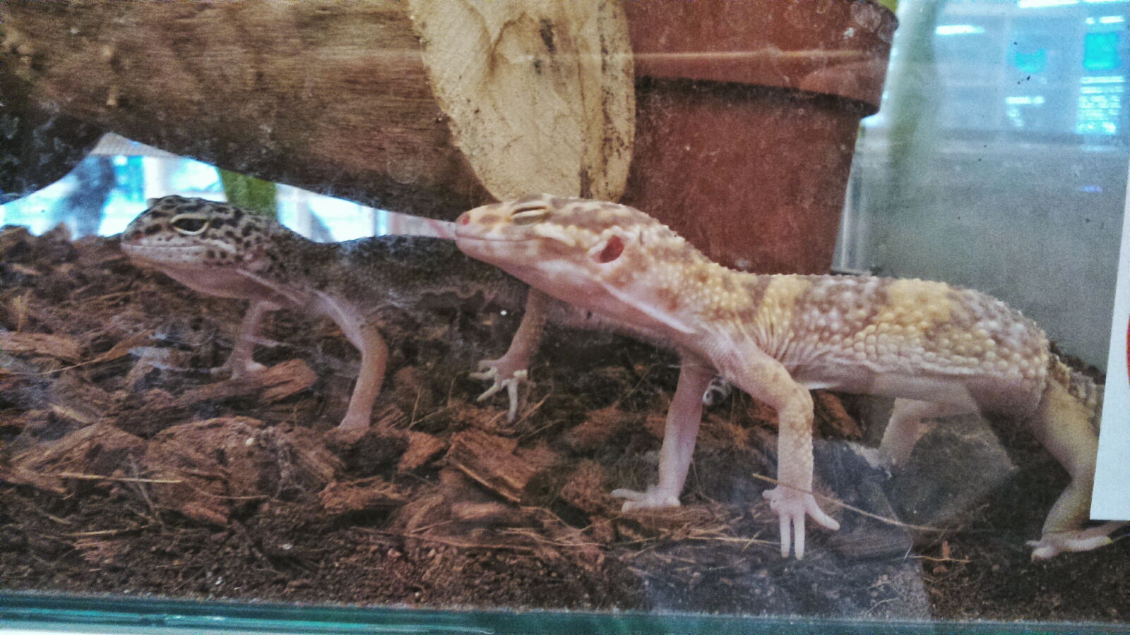 Sony Xperia M2 sample photo. Dragons, mobile, sony, wasylko photography