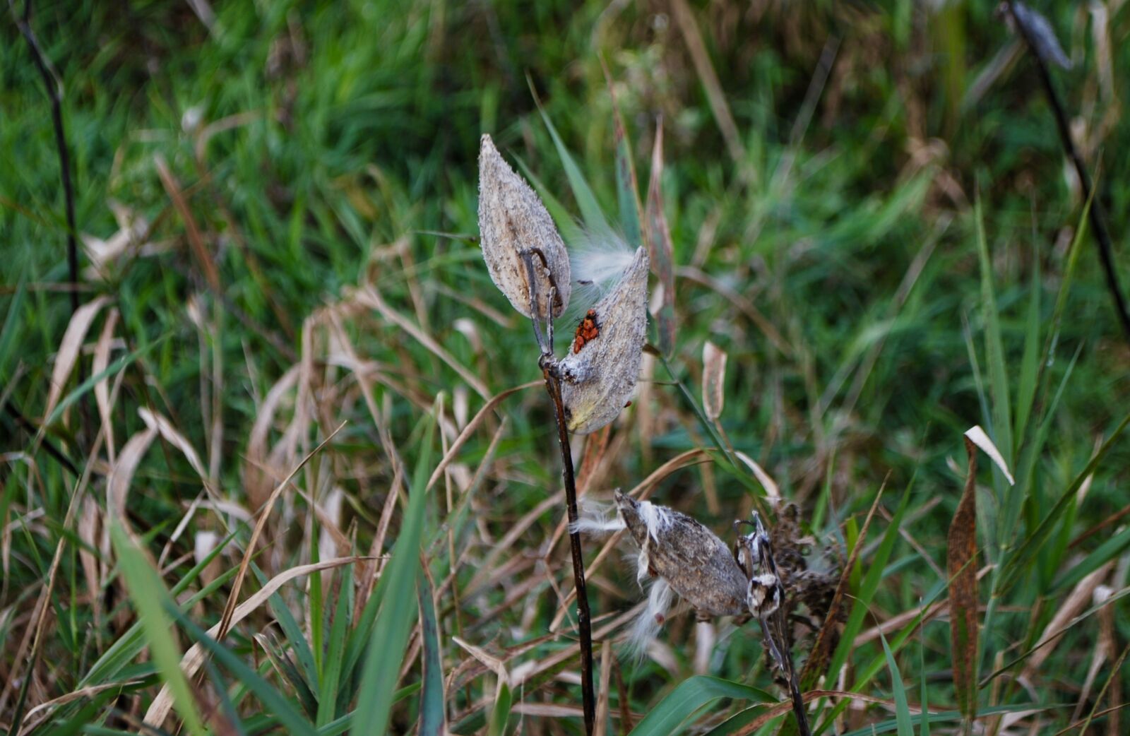 Nikon D60 sample photo. Nature, milkweed, seeds photography