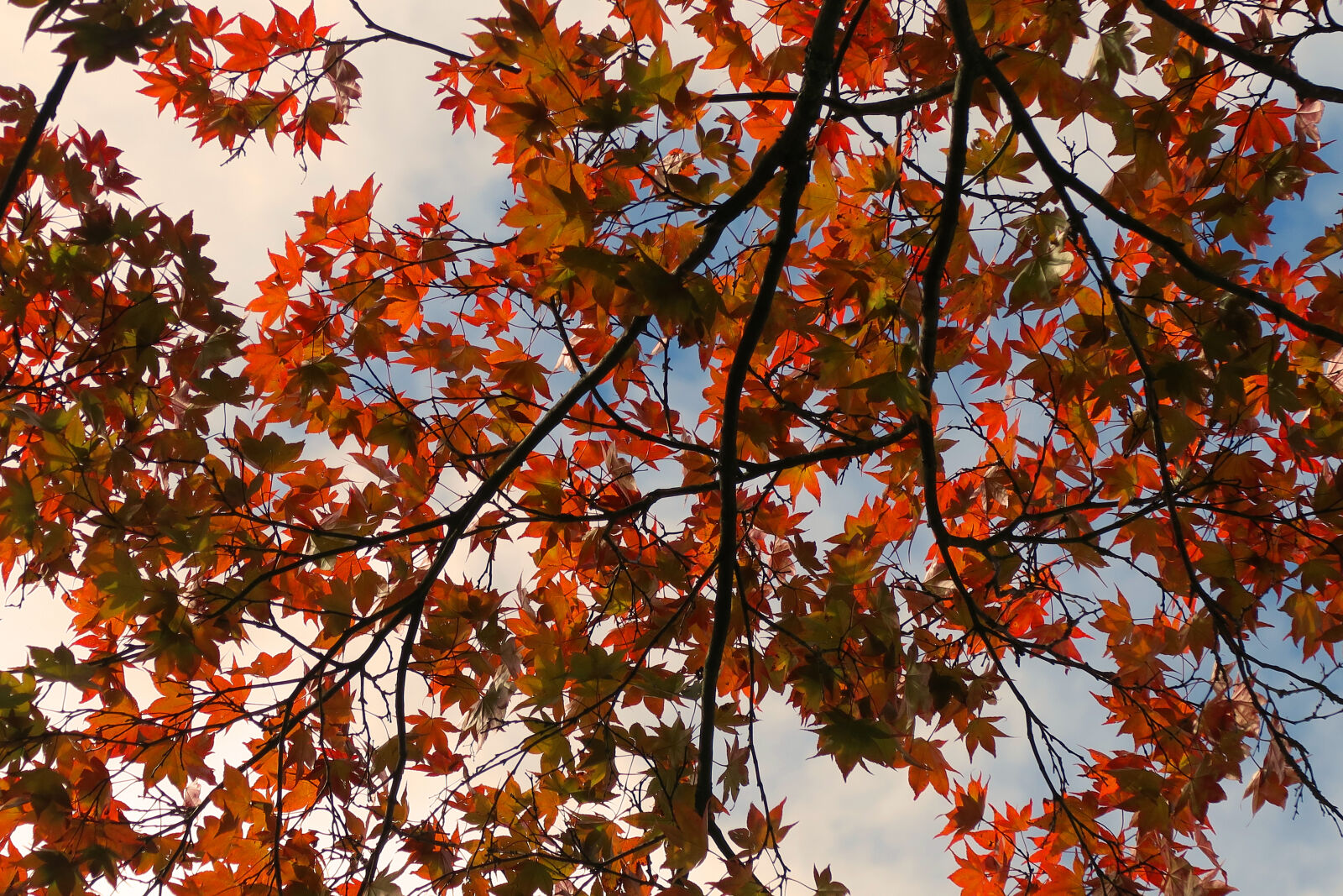 Canon PowerShot G7 X sample photo. Back, lit, colors, leaves photography