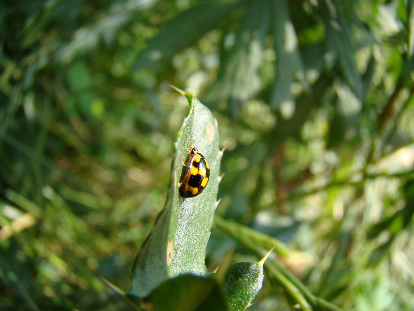 Sony Cyber-shot DSC-H50 sample photo. Wrzeci ka, yellow ladybug photography