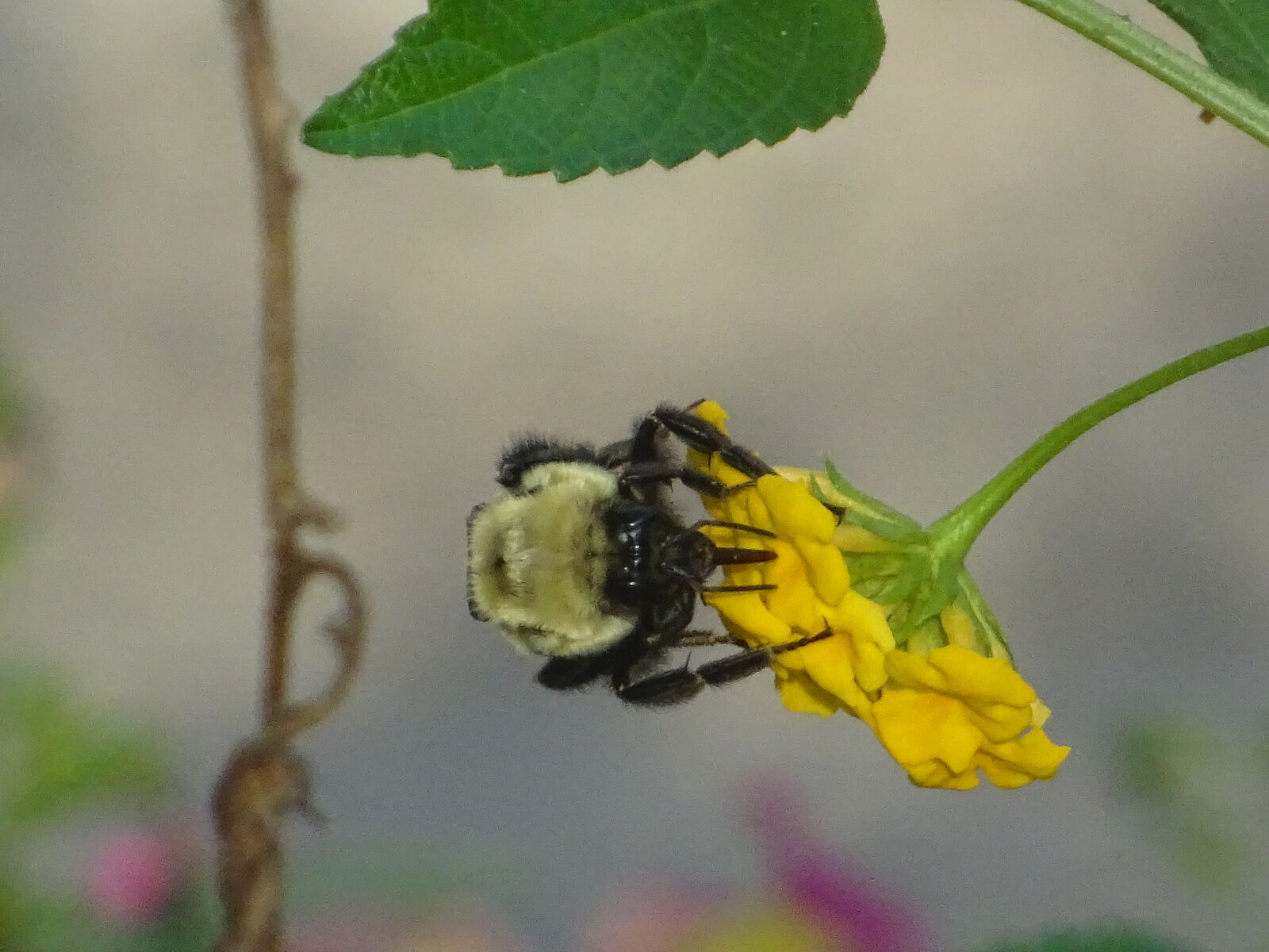 Sony DSC-HX60V sample photo. Bee, bee, on, flower photography