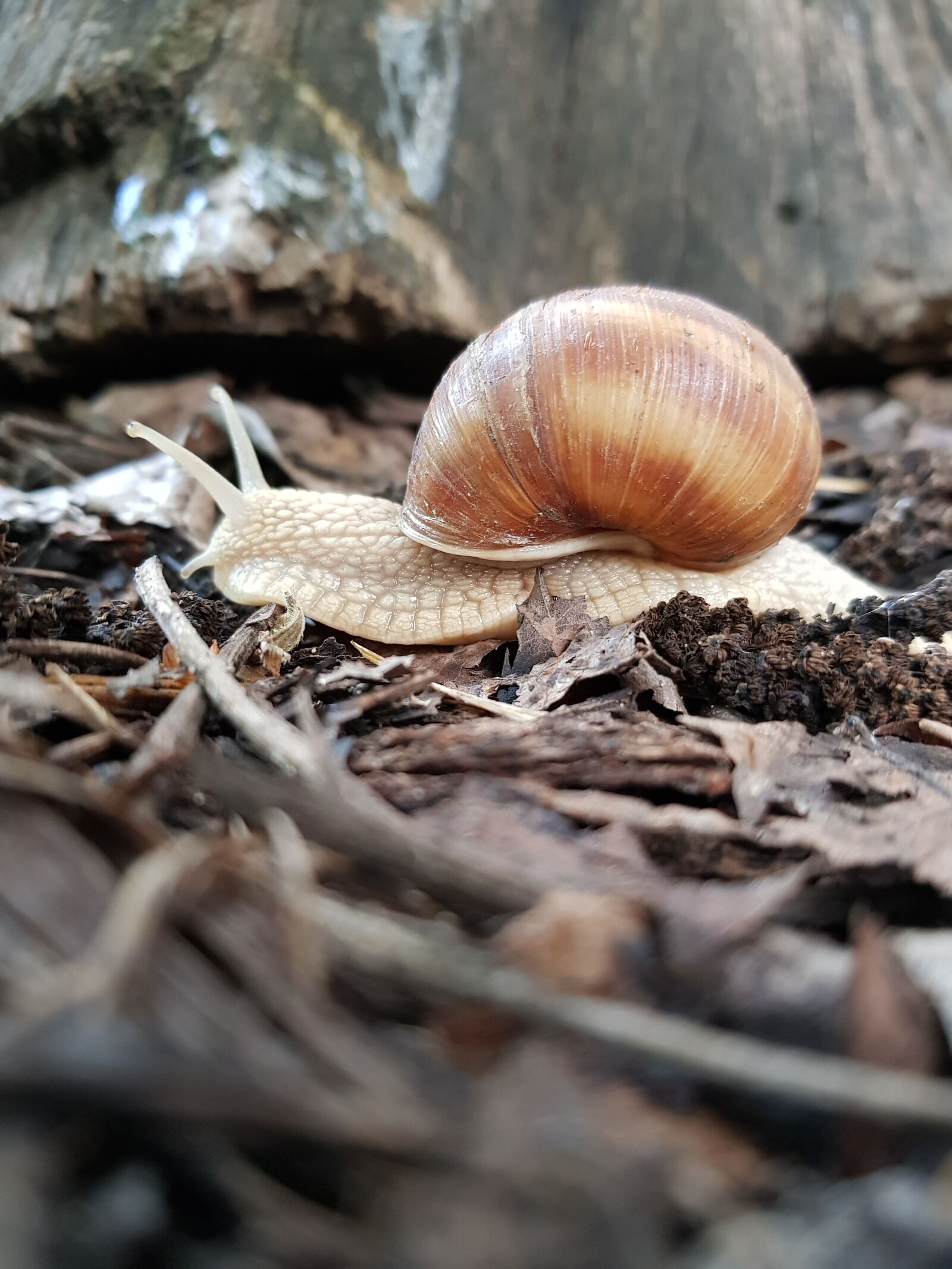 Samsung Galaxy S8+ sample photo. Snail, fauna, life photography