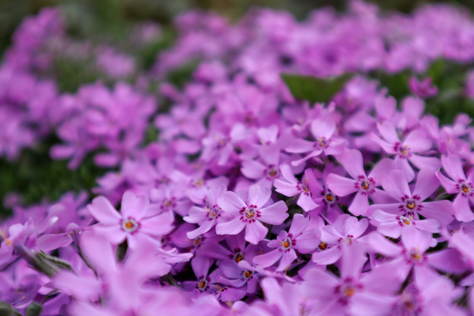 Canon EF-M 15-45mm F3.5-6.3 IS STM sample photo. Flowers, purple flowers, purple photography