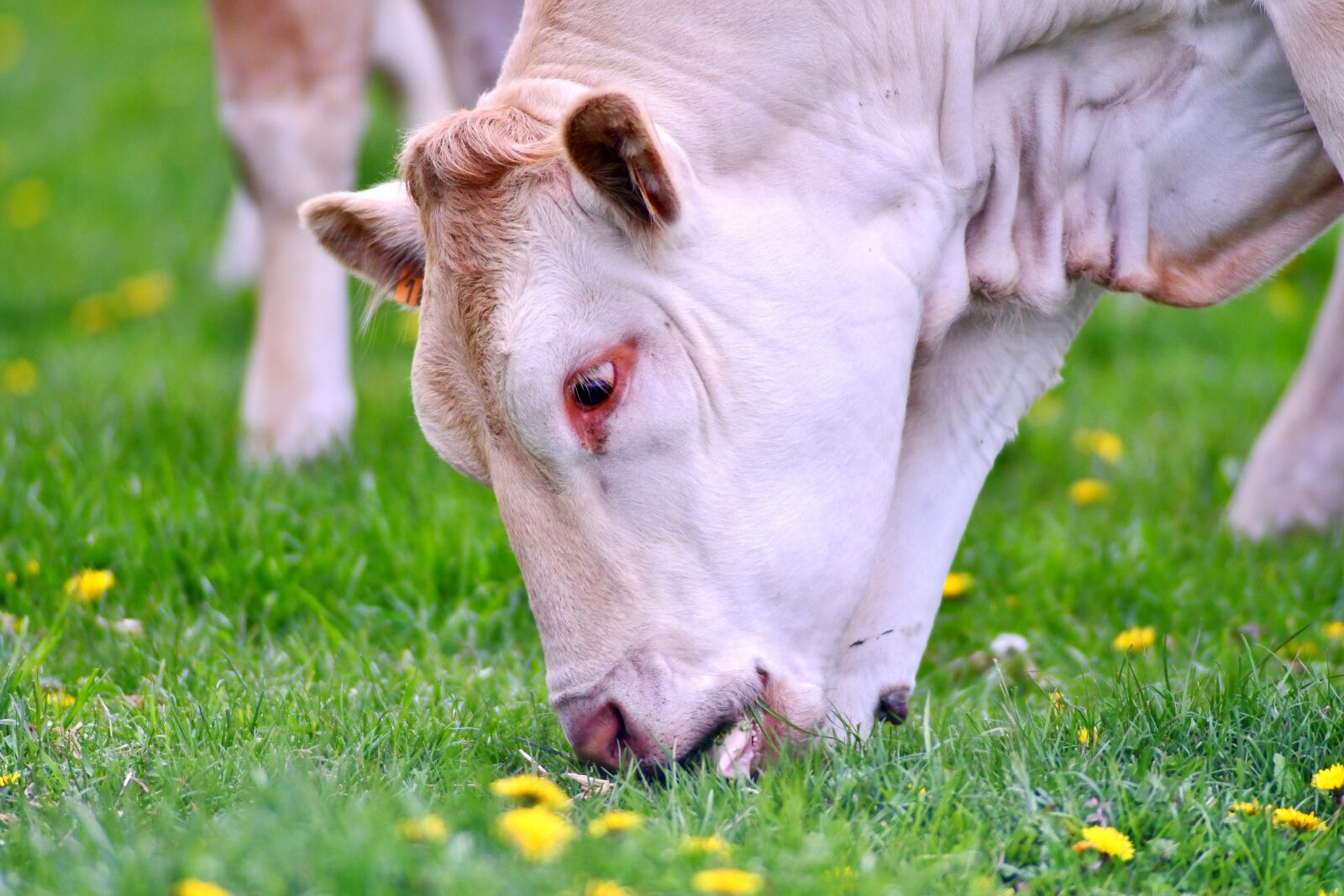 Nikon D500 sample photo. Cow, mammal, browser photography