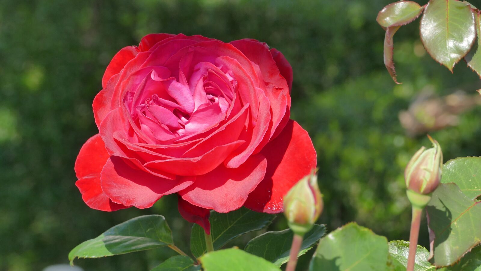 Panasonic Lumix DMC-FZ1000 sample photo. Rose, red, flower photography