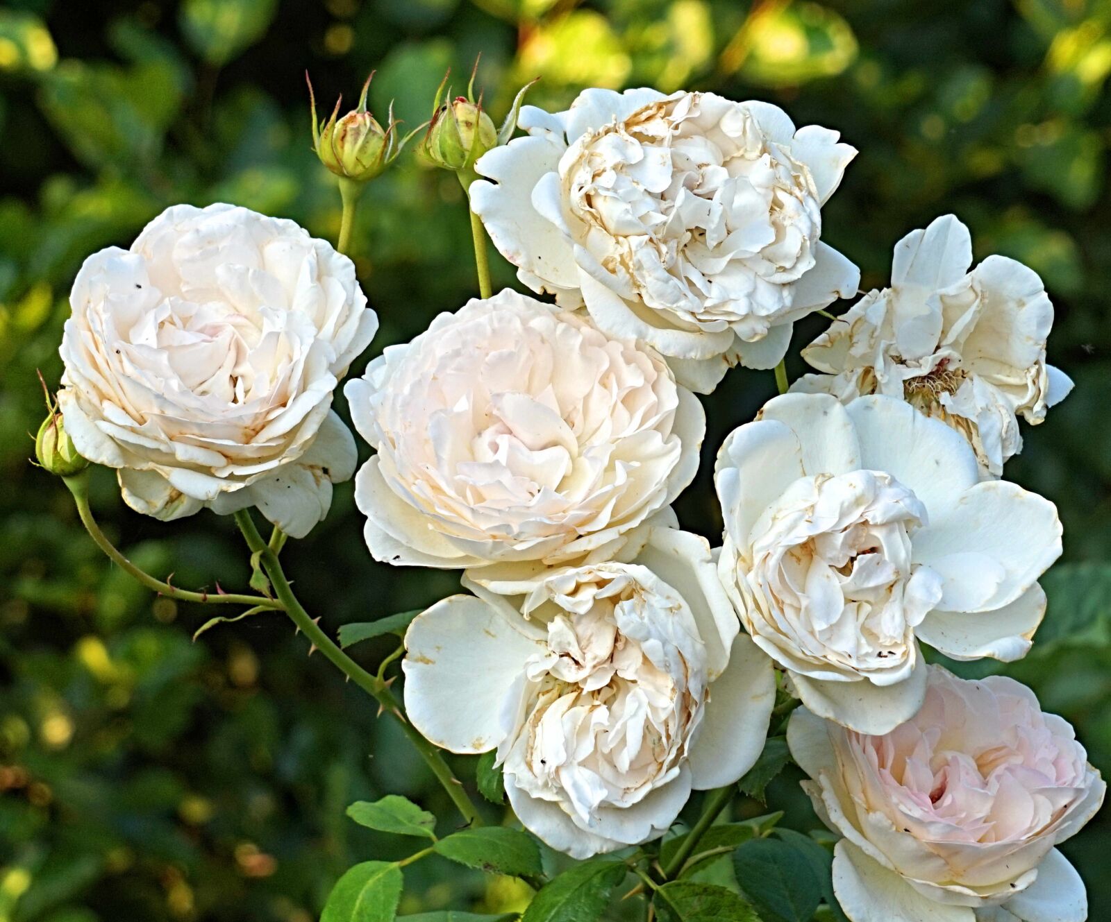 Sony Alpha a5000 (ILCE 5000) + Sony E 55-210mm F4.5-6.3 OSS sample photo. Roses white, blossom, bloom photography