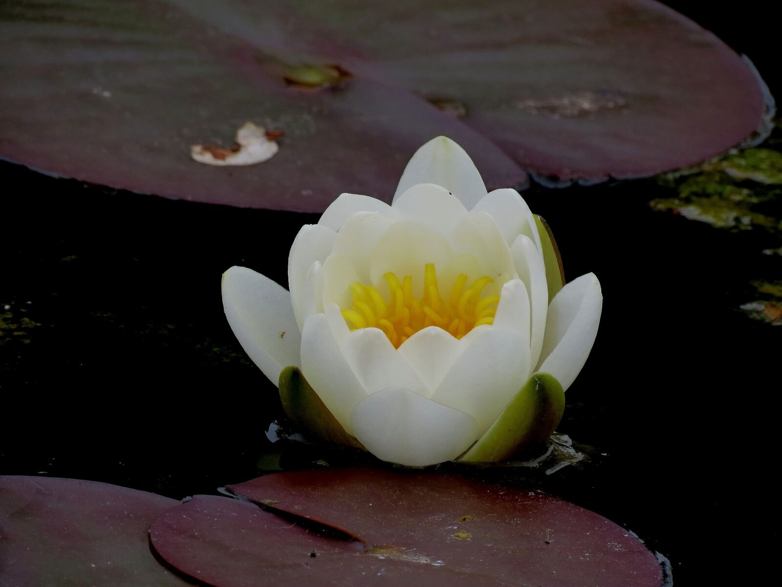 Canon PowerShot SX40 HS sample photo. Waterlilies, chalice, water photography