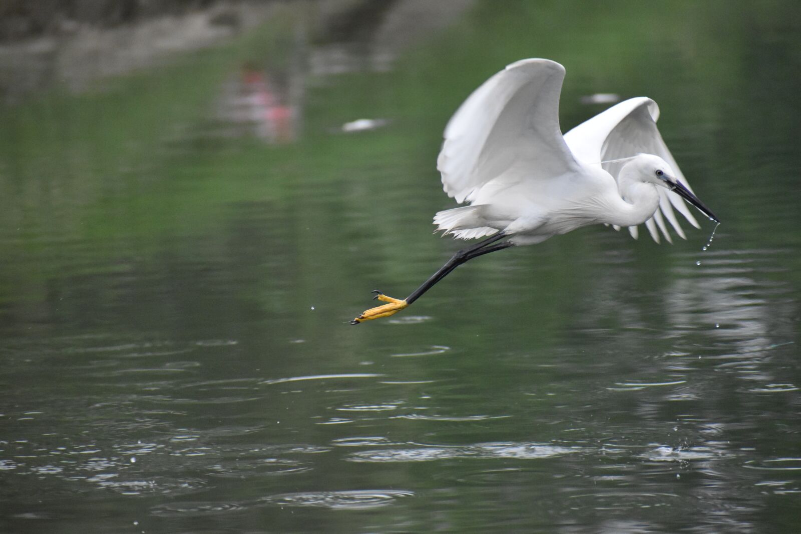 Nikon D5600 sample photo. Flying siberian crane, white photography